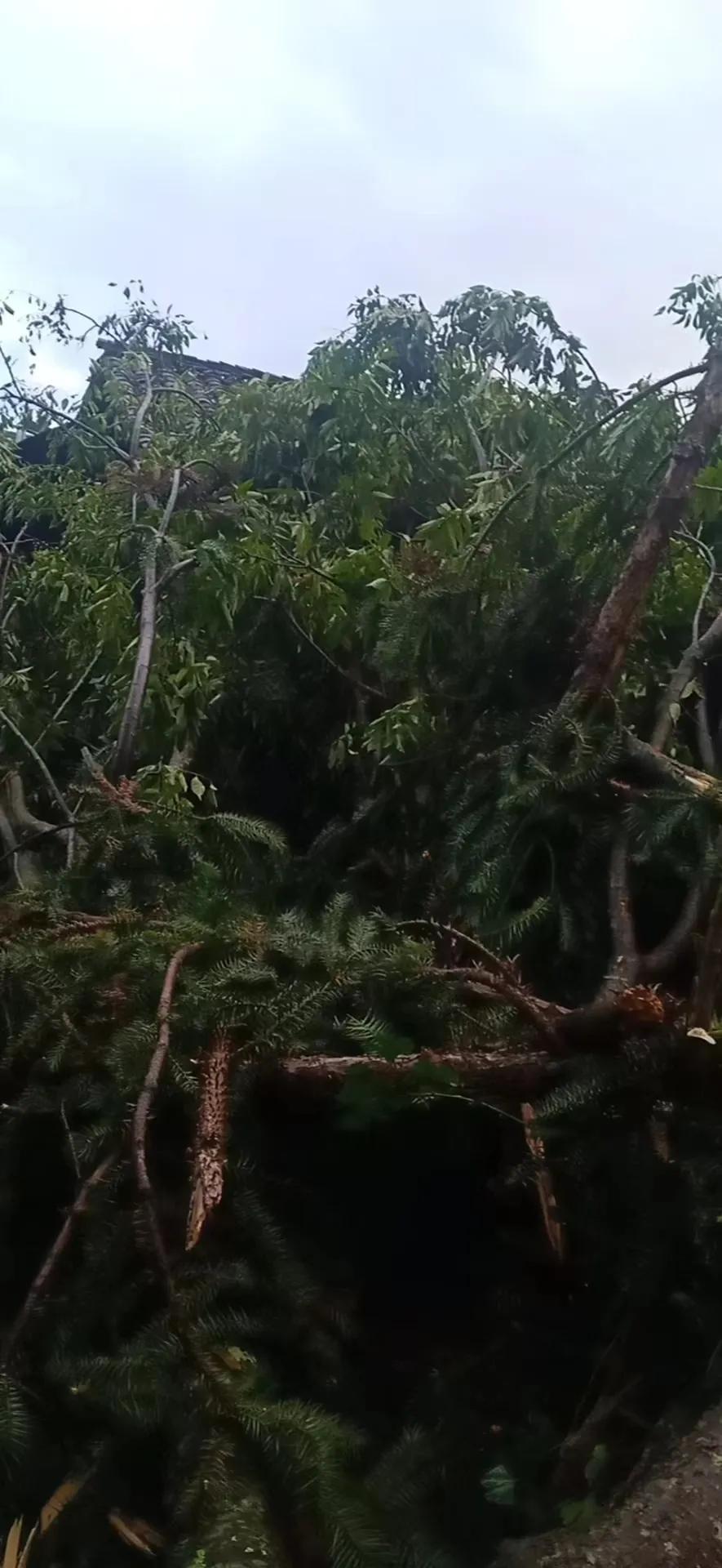 云南暴雨最新动态，影响及应对策略