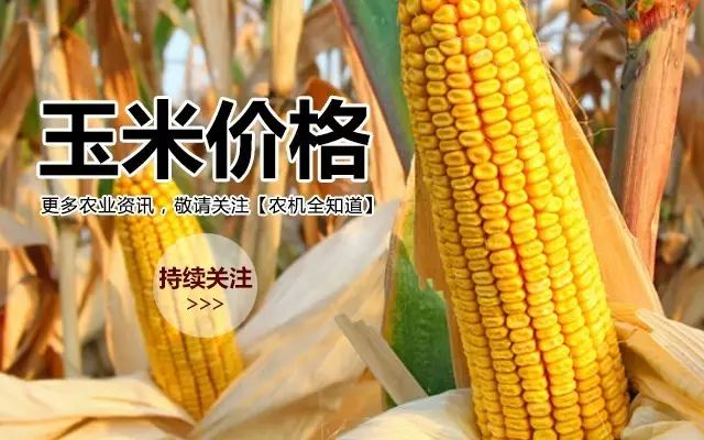 山西玉米价格行情最新分析